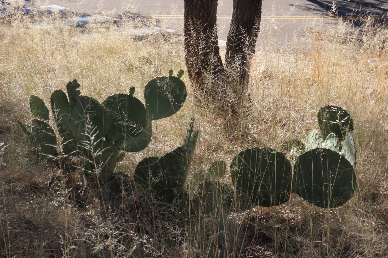 Coronado National Park in Arizona 33 of 38 (#3095)