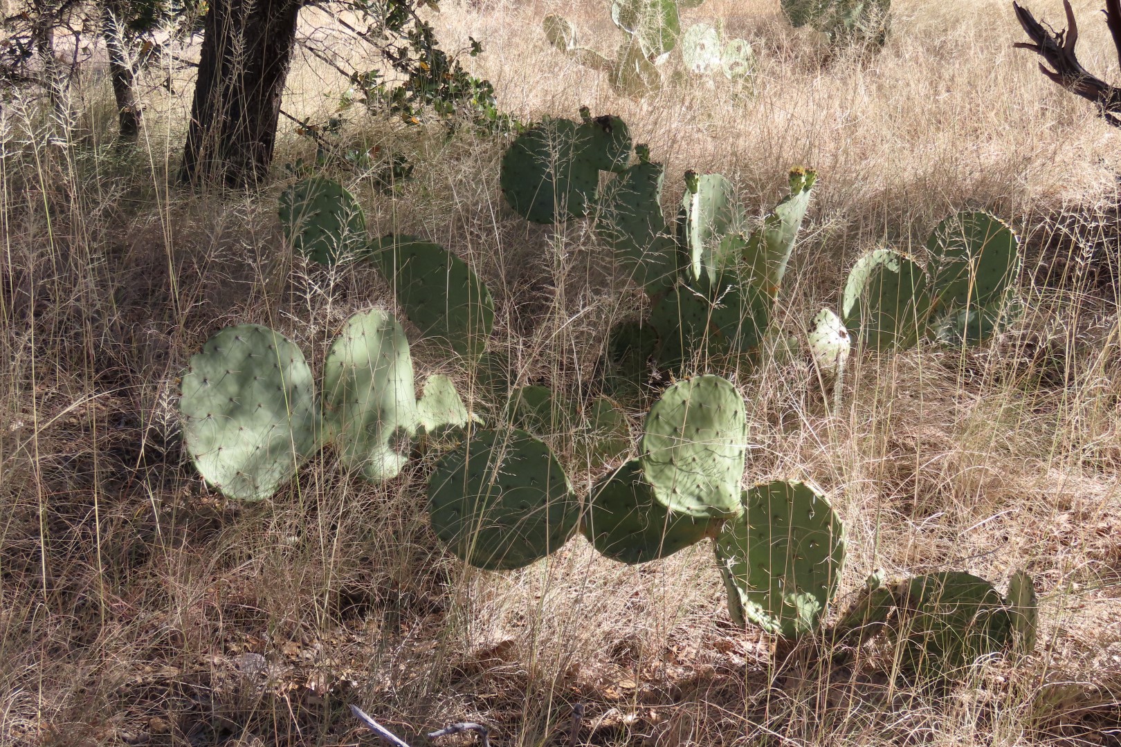 Coronado National Park in Arizona 34 of 38 (#3096)