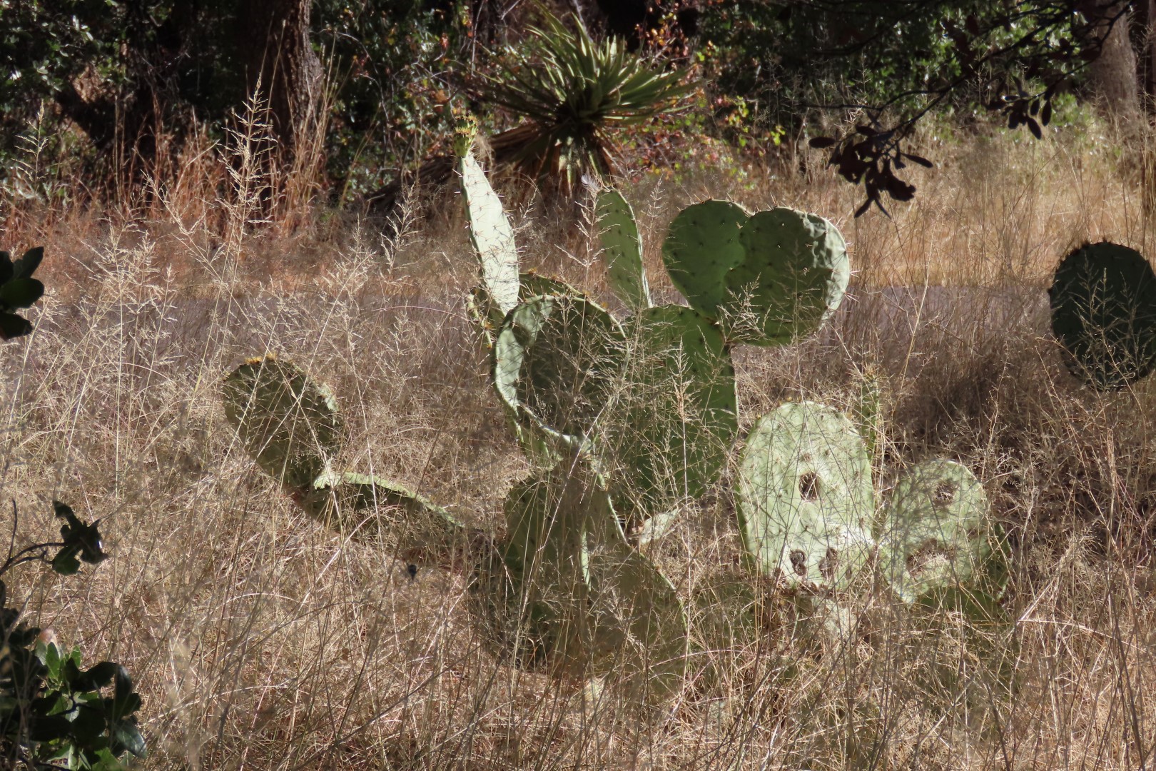 Coronado National Park in Arizona 35 of 38 (#3097)
