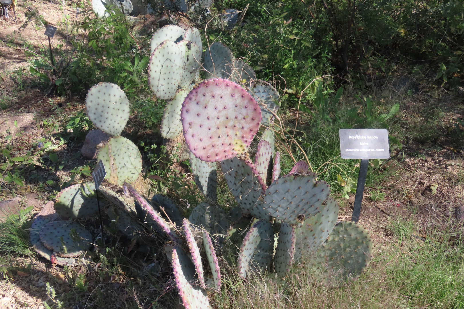 Tumacacori National Park in Arizona  7 of  9 (#3108)