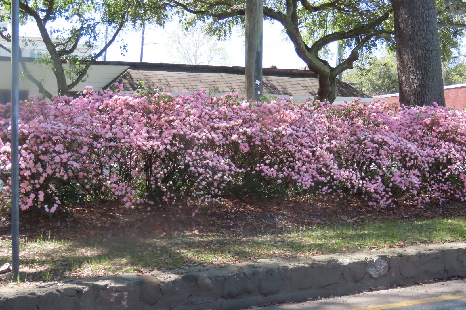 Early spring color in Savannah  1 of  1 (#3391)