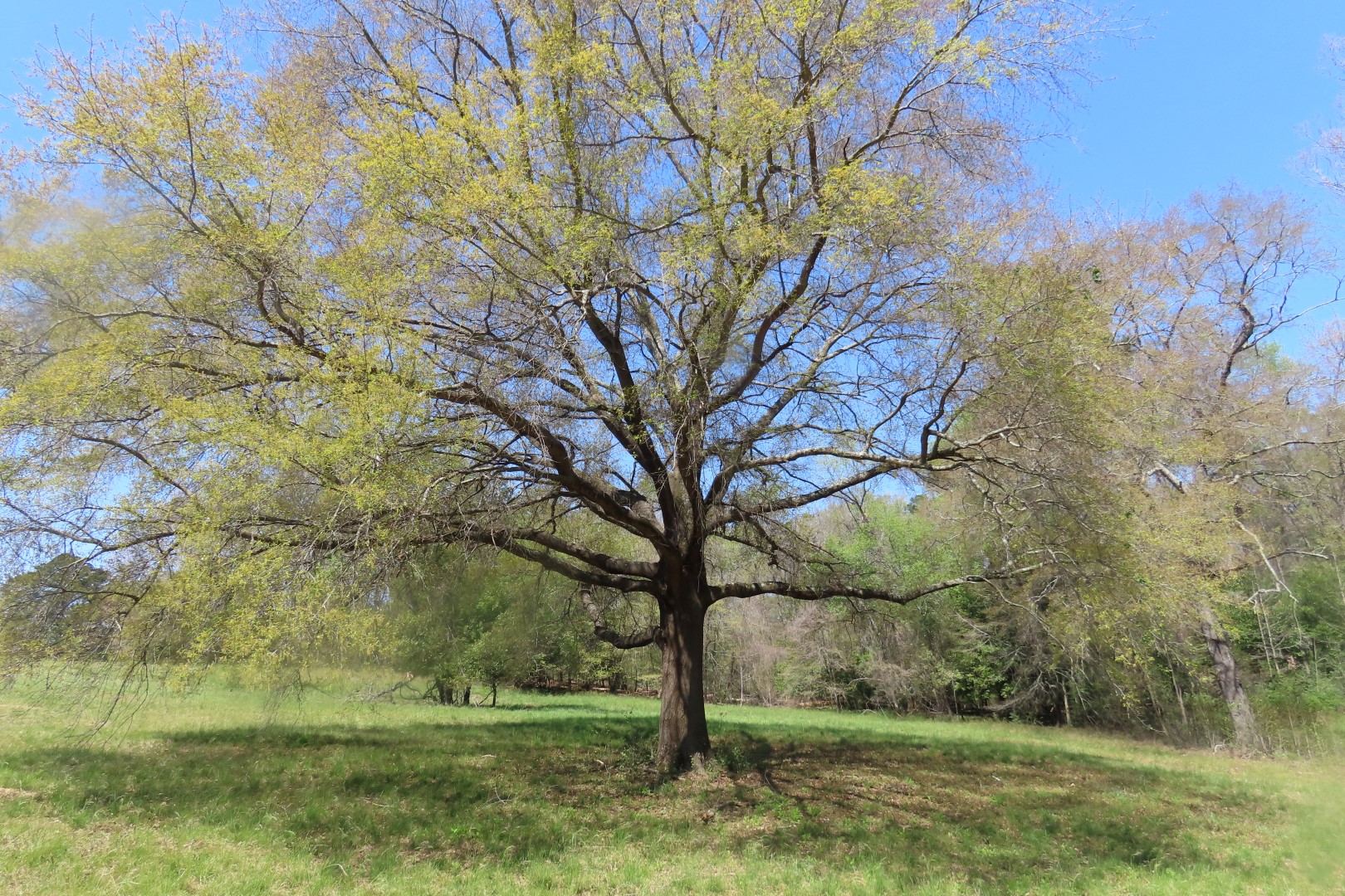 Ocmulgee Mounds National Park Visitor Center 52 of 75 (#3445)