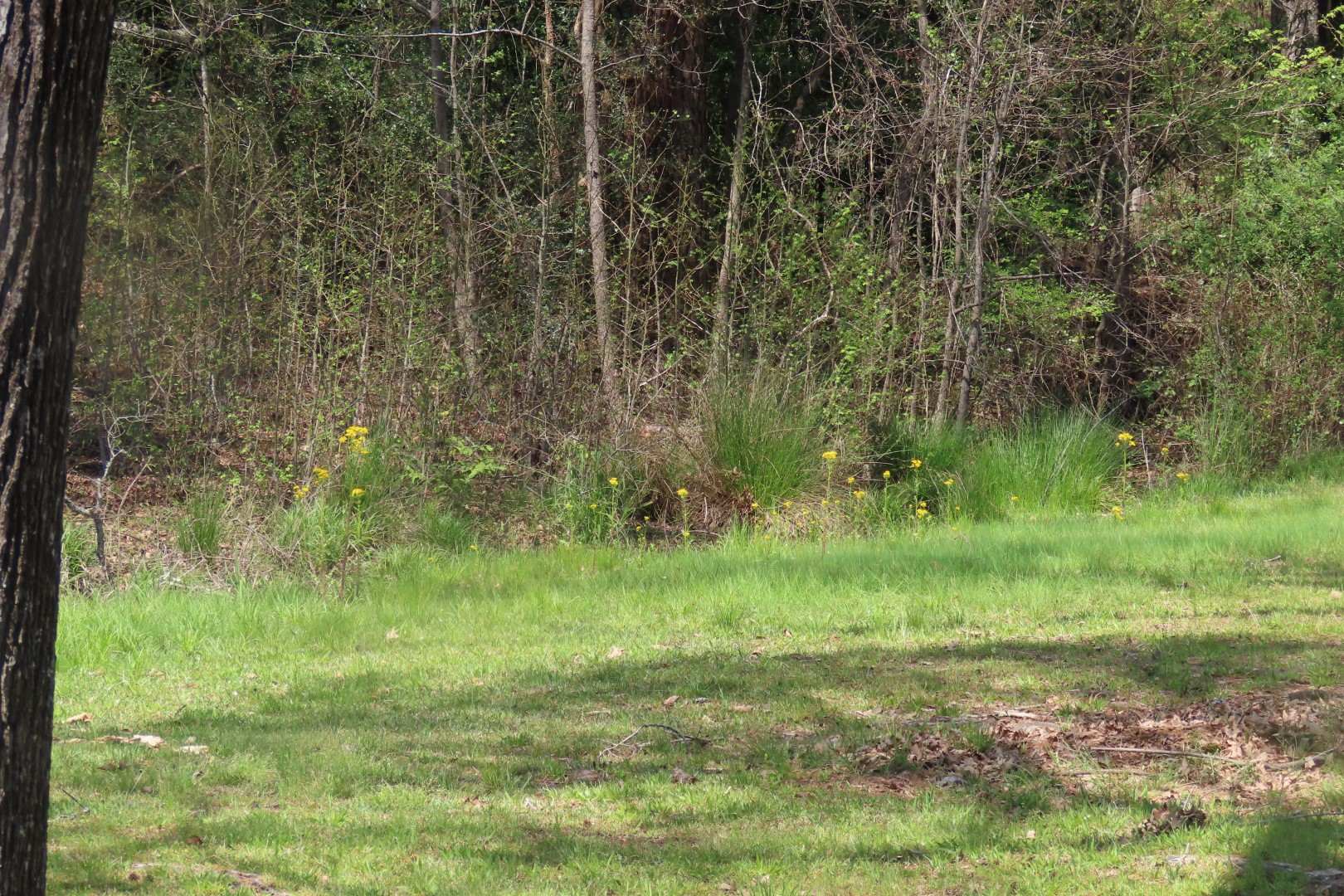 Ocmulgee Mounds National Park Visitor Center 67 of 75 (#3460)