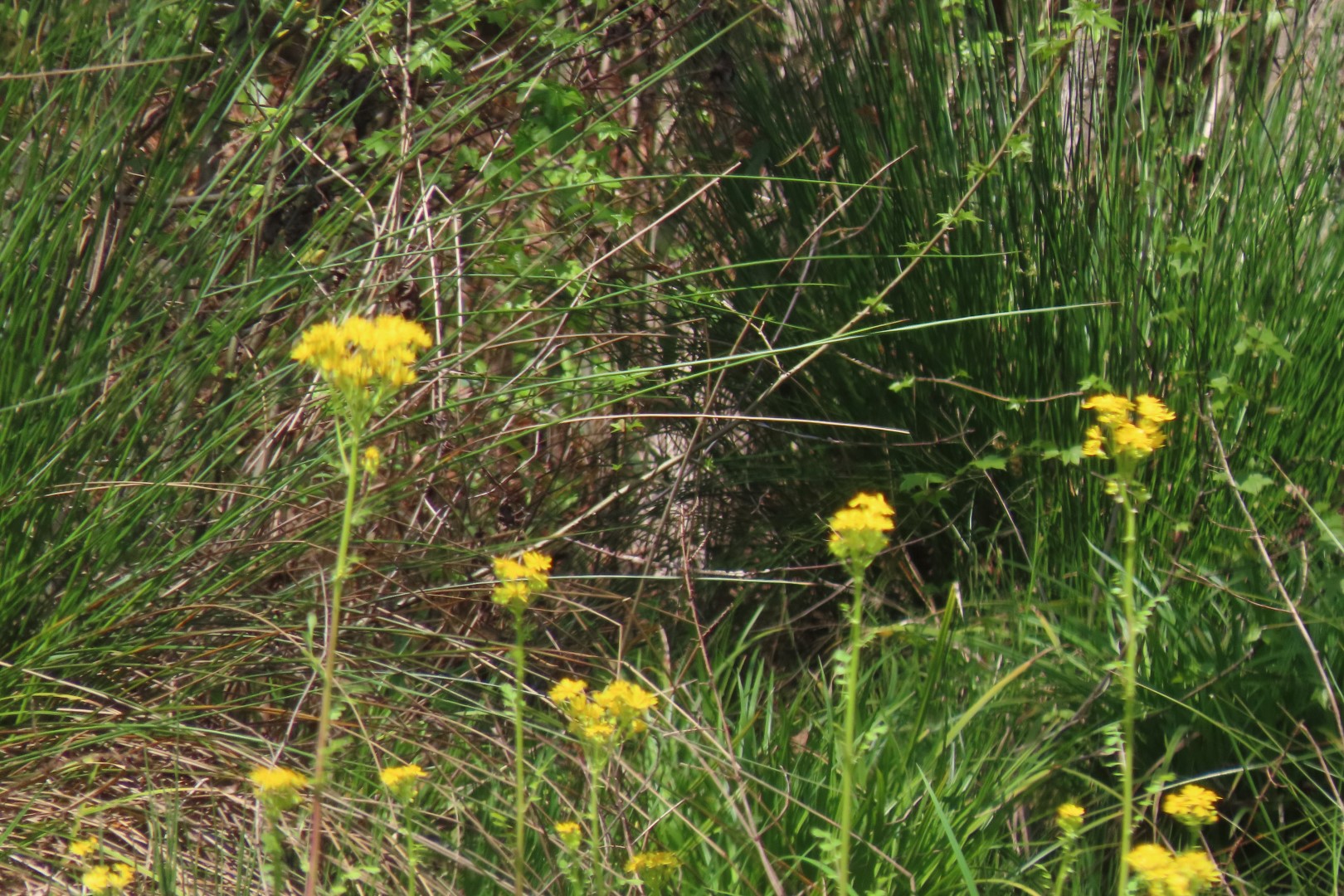Ocmulgee Mounds National Park Visitor Center 68 of 75 (#3461)