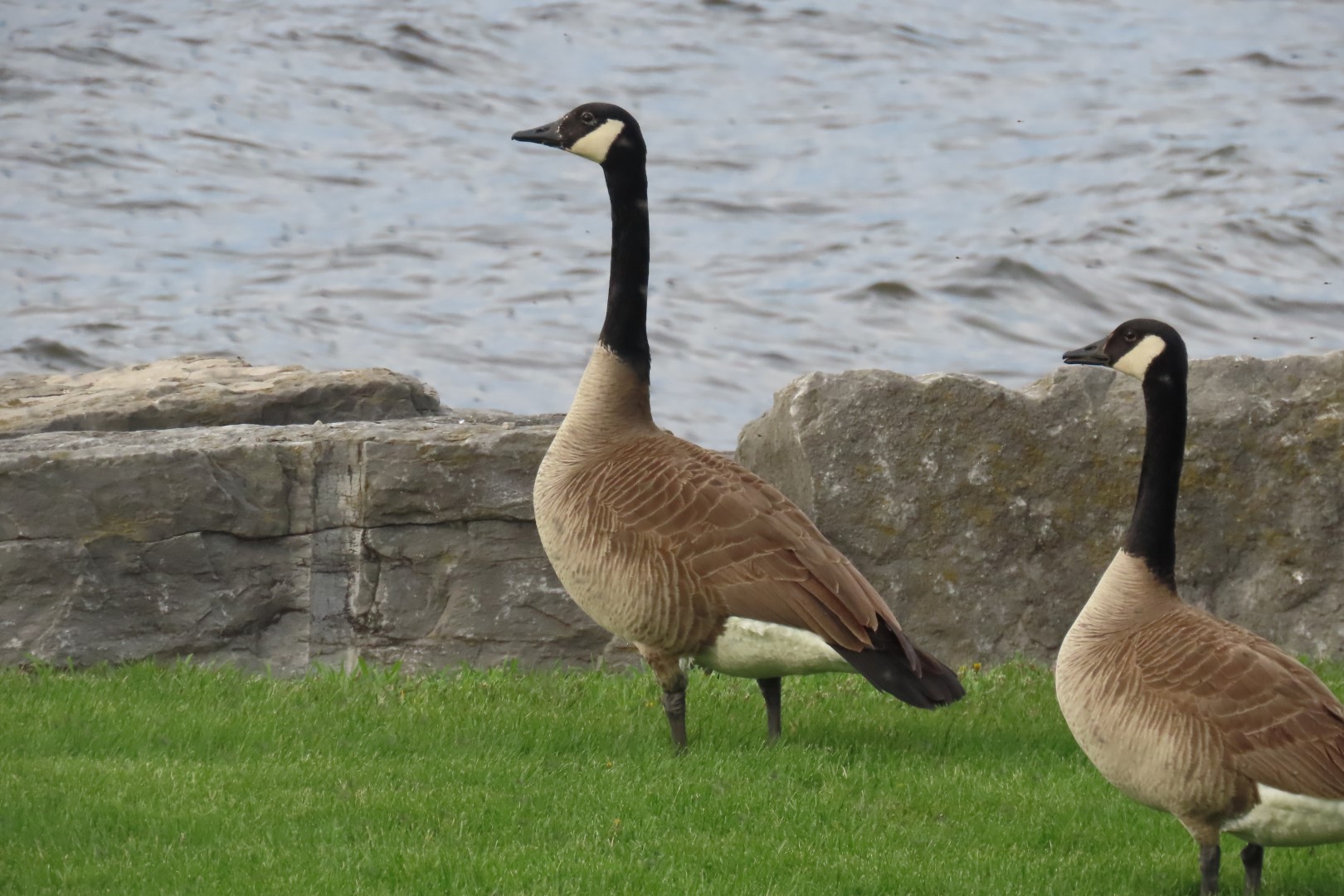 Alpena  5 of 31 (#3932)