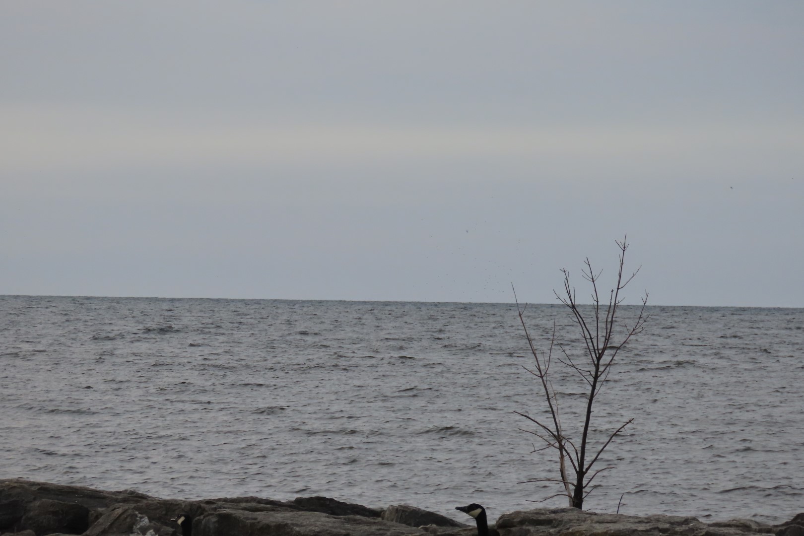 Alpena 11 of 31 (#3938)