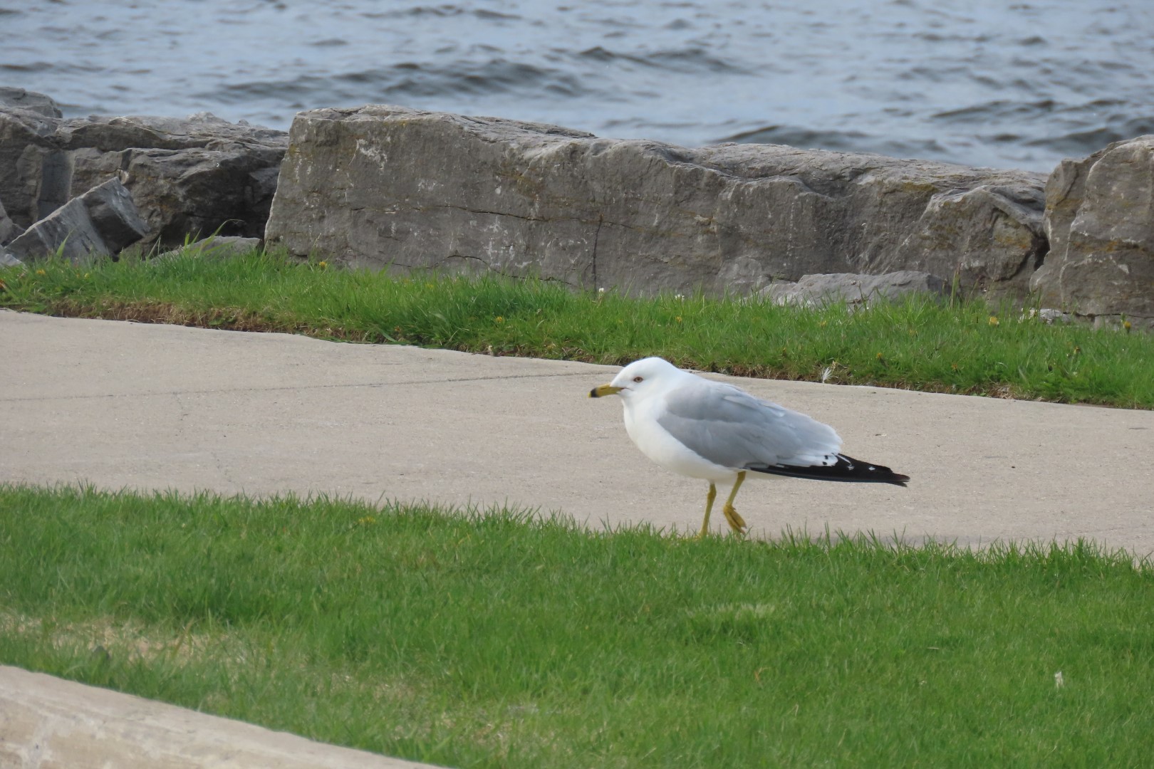 Alpena 21 of 31 (#3950)