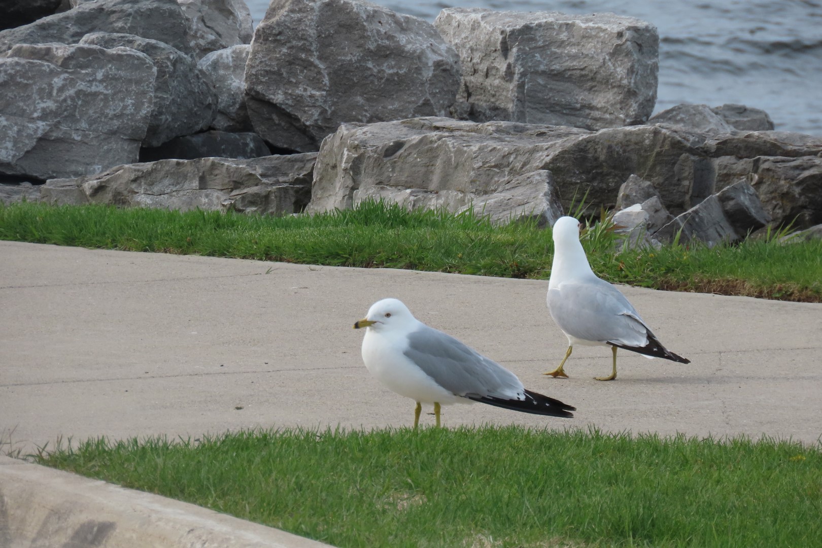 Alpena 23 of 31 (#3952)