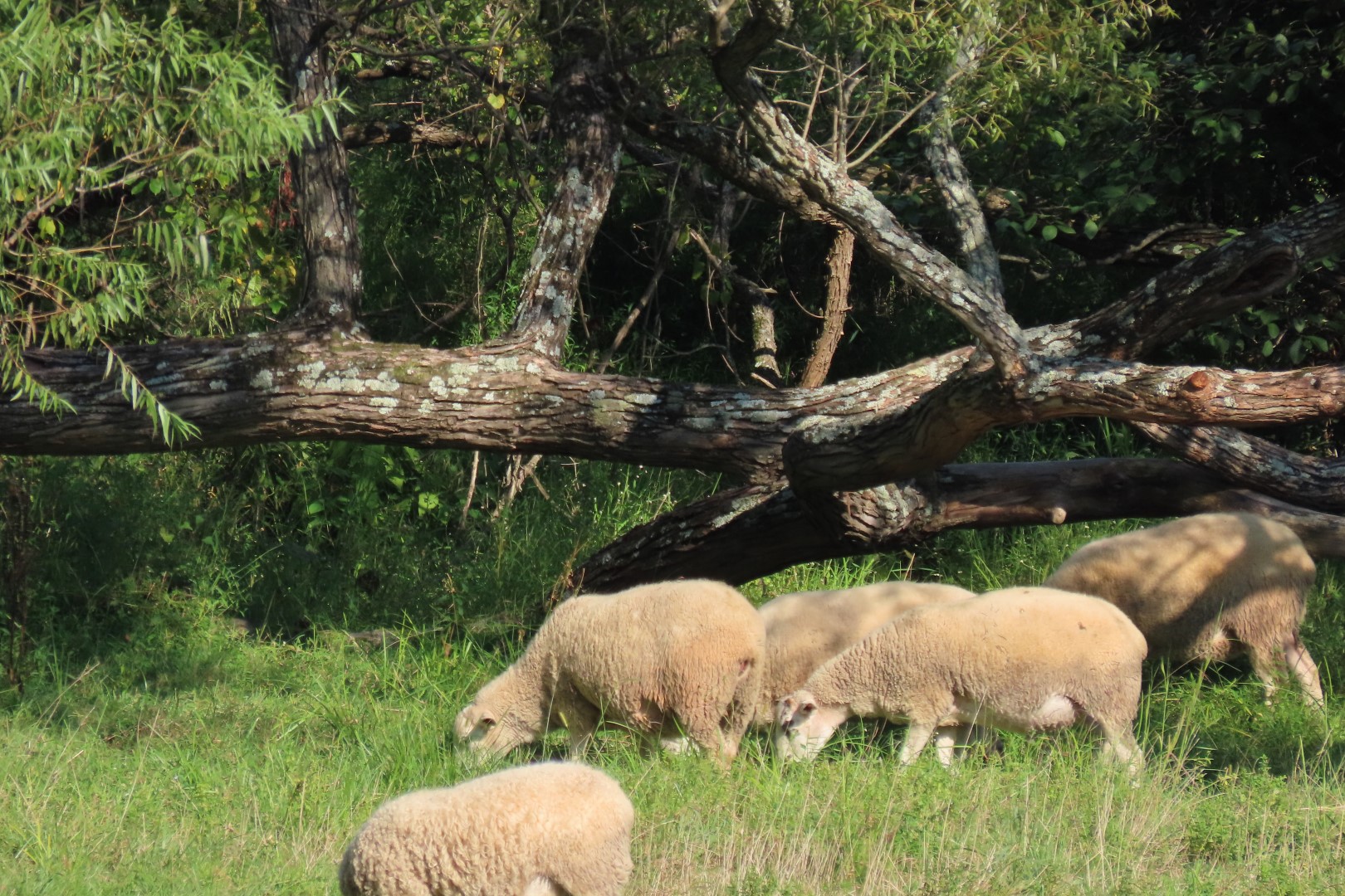 Hopewell Furnace National Park PA 32 of 52 (#4390)