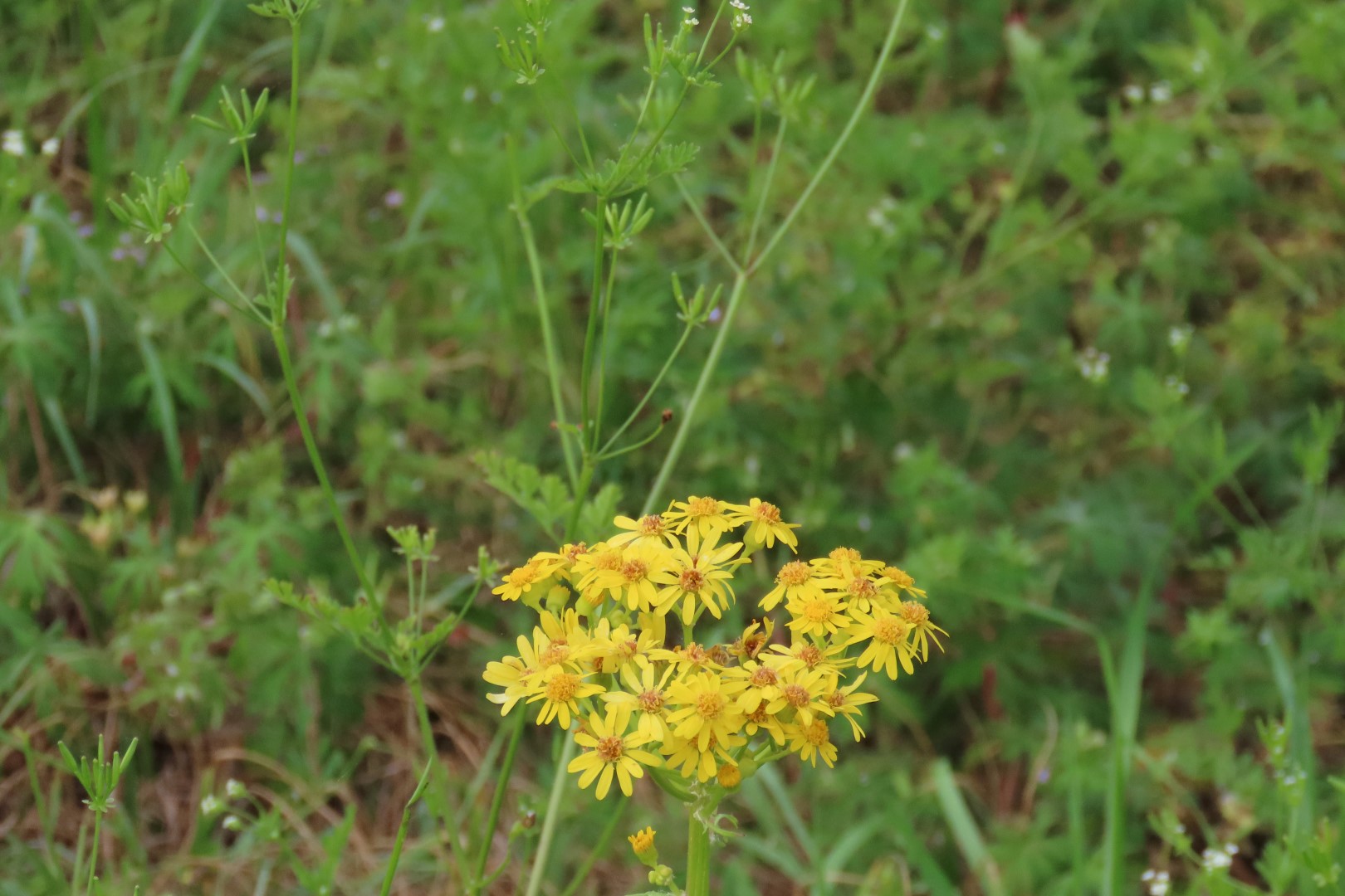 Cane River Creole National Historic Park 21 of 21 (#5042)