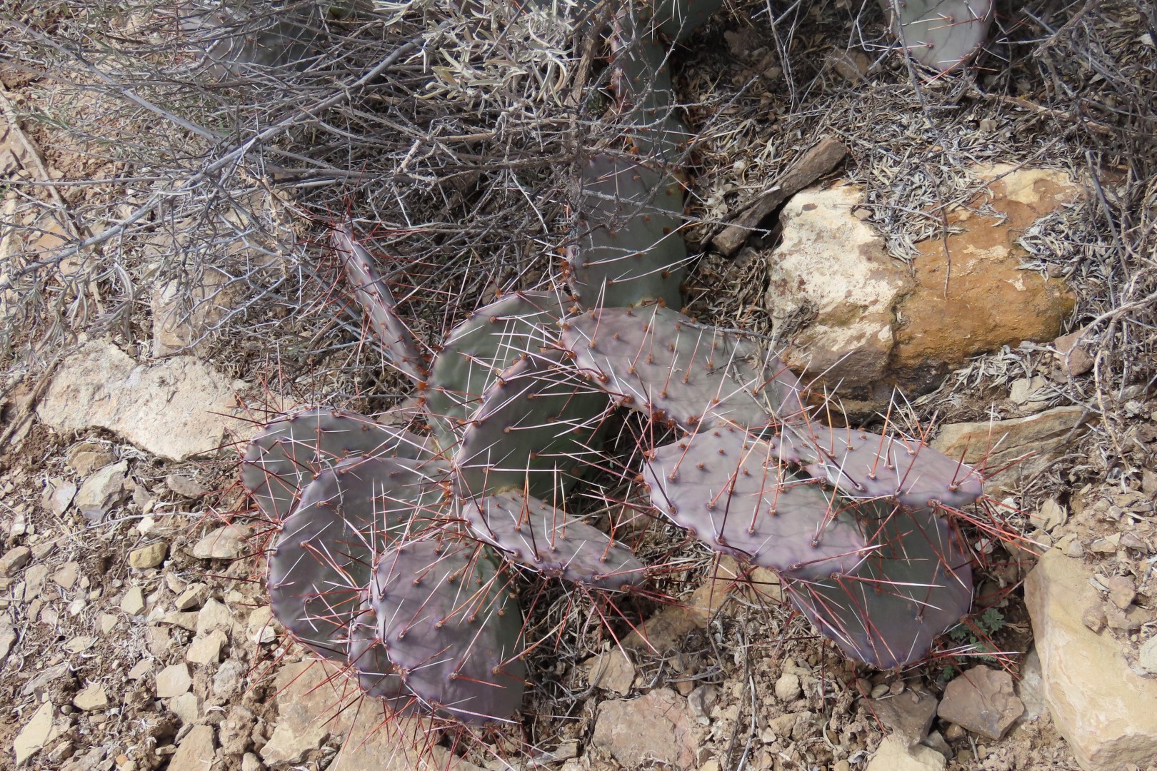 Yucca House National Monument 11 of 18 (#5273)