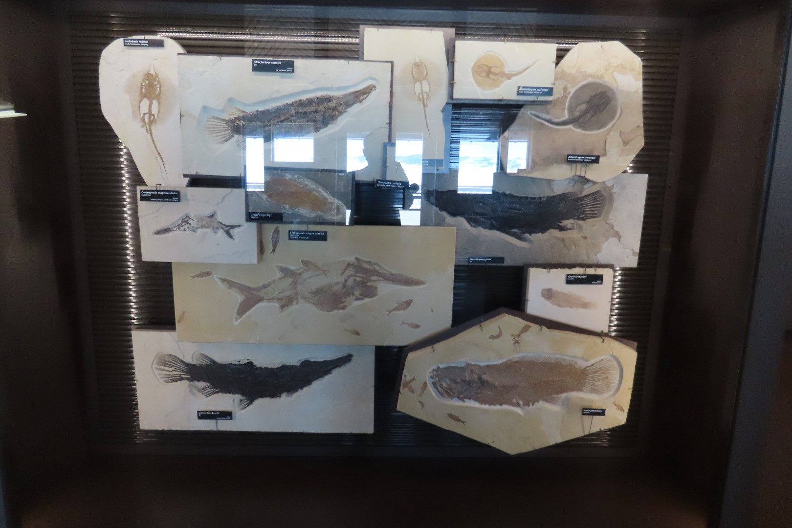 Fossil Butte National Monument 11 of 34 (#5380)