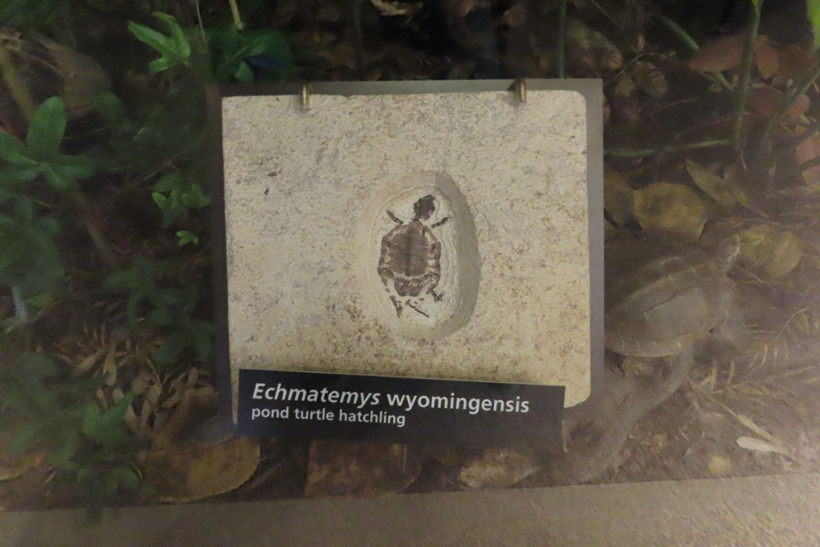 Fossil Butte National Monument 20 of 34 (#5389)