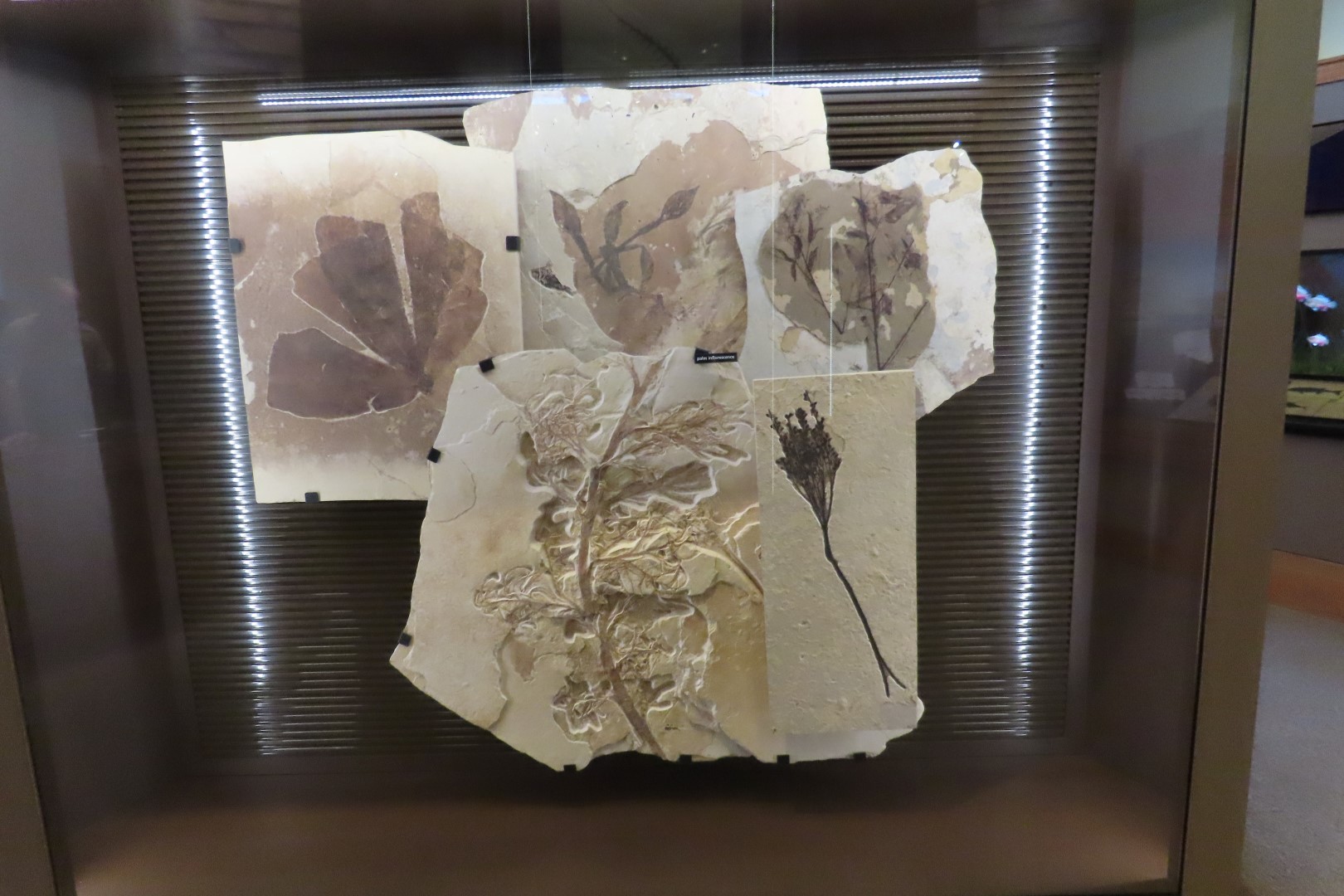 Fossil Butte National Monument 25 of 34 (#5394)