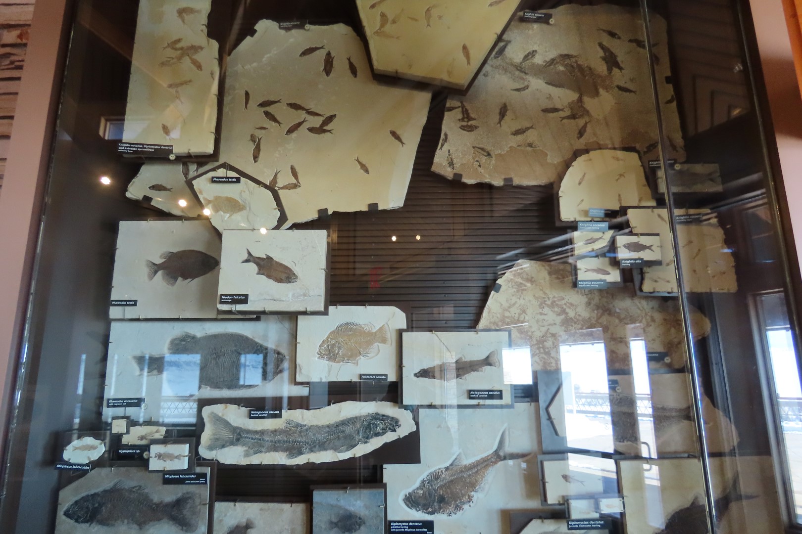 Fossil Butte National Monument 32 of 34 (#5401)