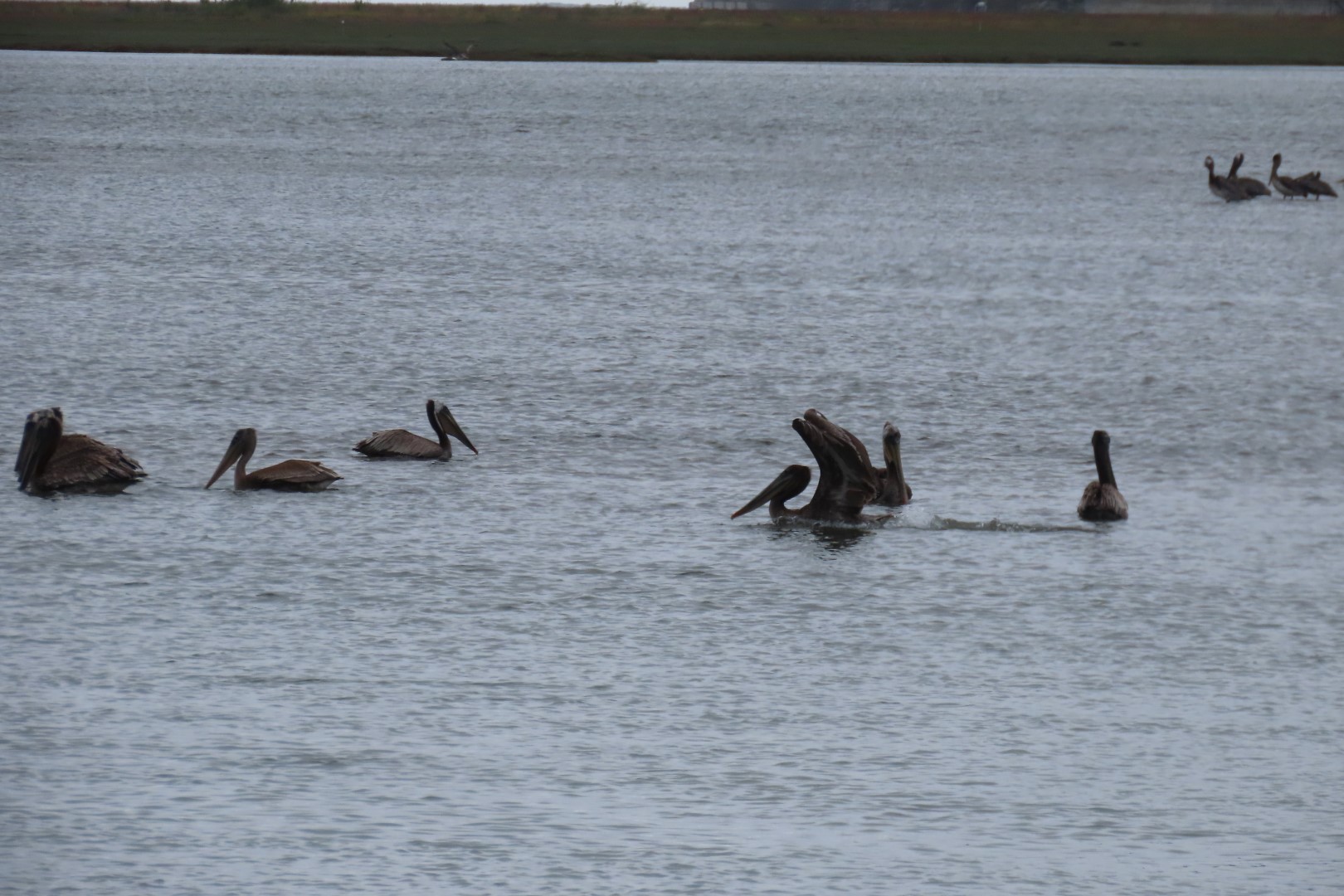 Along Highway 1 north of San Francisco  3 of  5 (#5951)