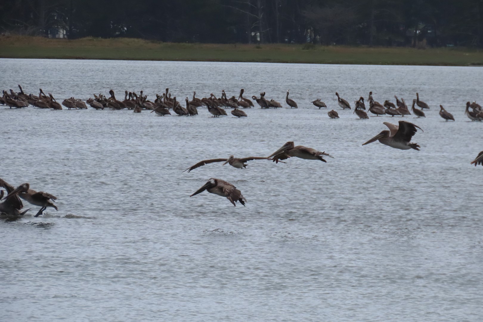Along Highway 1 north of San Francisco  4 of  5 (#5952)