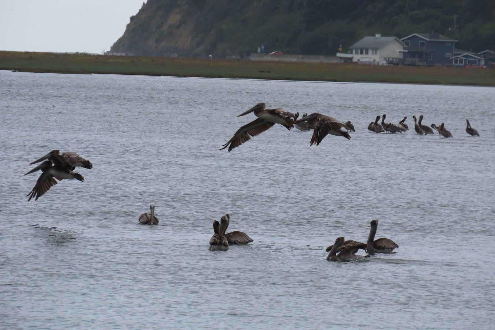 Along Highway 1 north of San Francisco  5 of  5 (#5953)