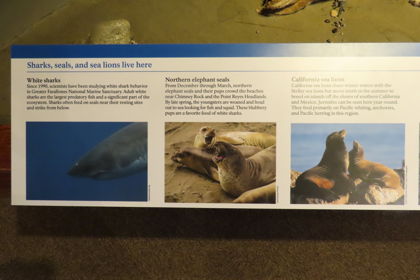 Point Reyes National Seashore in California 16 of 40 (#5970)