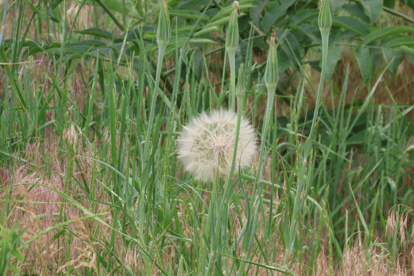 Whitman Mission National Historic Site in Washington 62 of 67 (#6110)