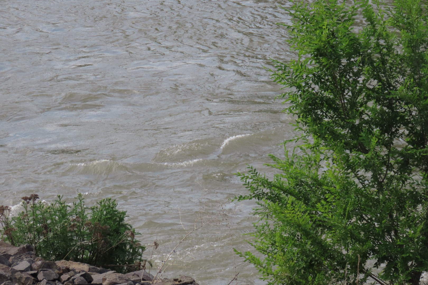 Yakima River in Yakima Washington  4 of  6 (#6119)