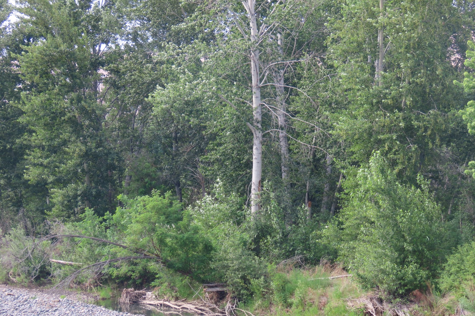 Yakima River in Yakima Washington  6 of  6 (#6121)