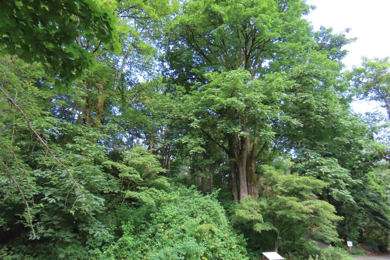 Japanese Garden in Seattle Washington  2 of 43 (#6143)