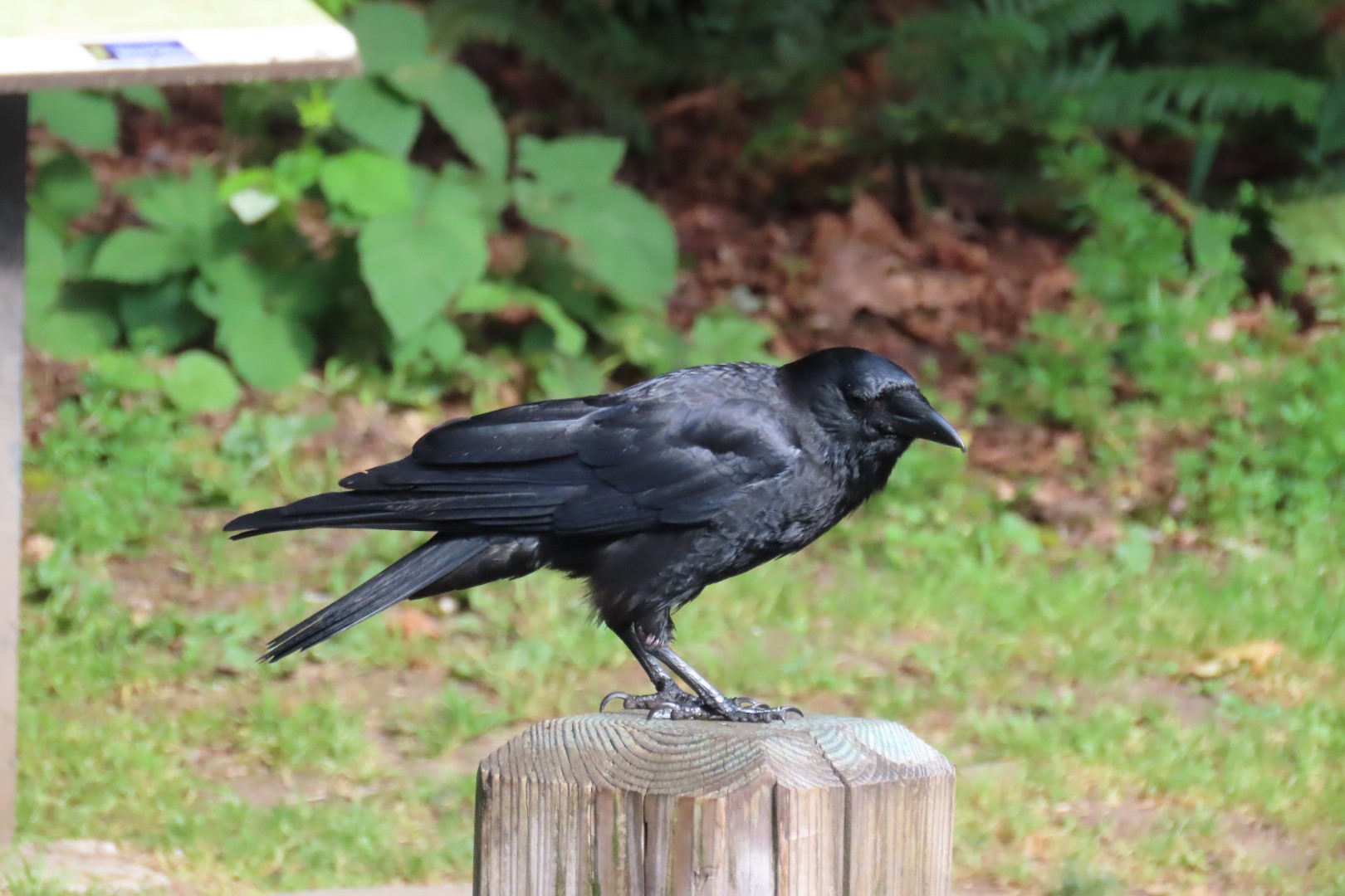 Japanese Garden in Seattle Washington  3 of 43 (#6144)