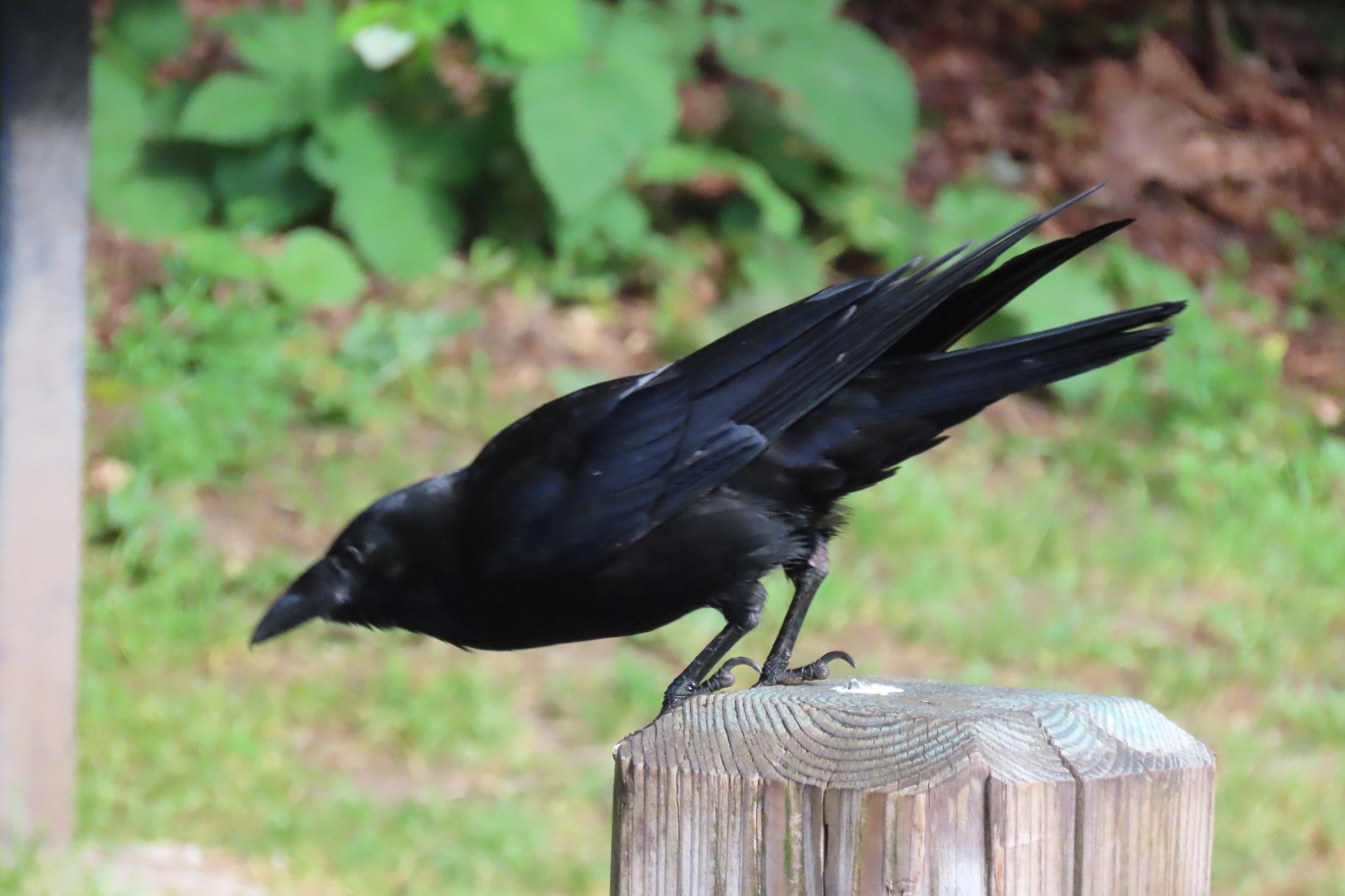Japanese Garden in Seattle Washington  4 of 43 (#6145)