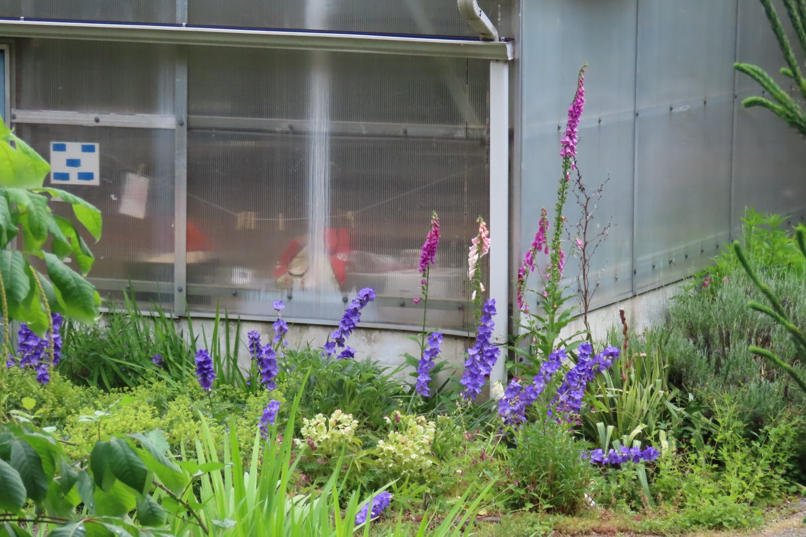 Japanese Garden in Seattle Washington  5 of 43 (#6146)