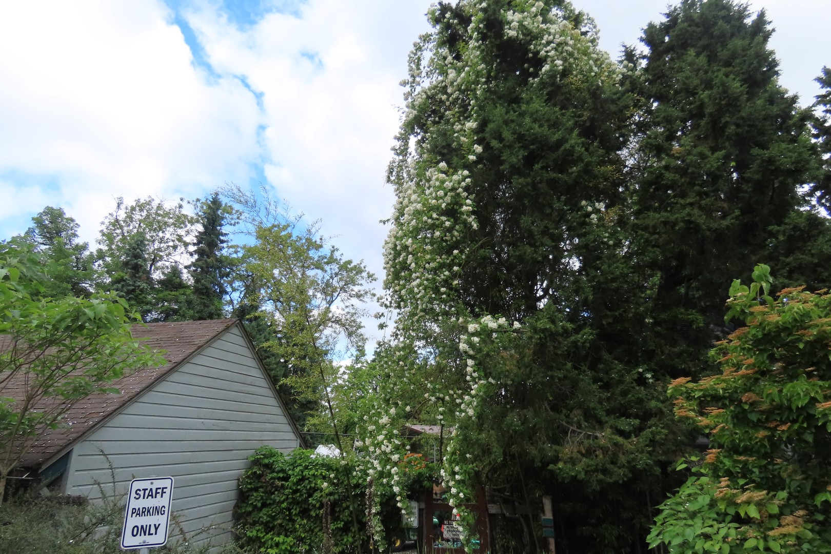 Japanese Garden in Seattle Washington  6 of 43 (#6147)
