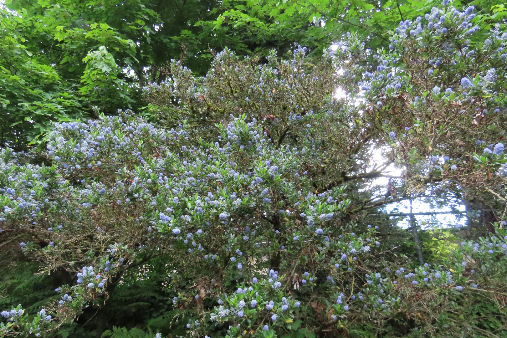 Japanese Garden in Seattle Washington  7 of 43 (#6148)
