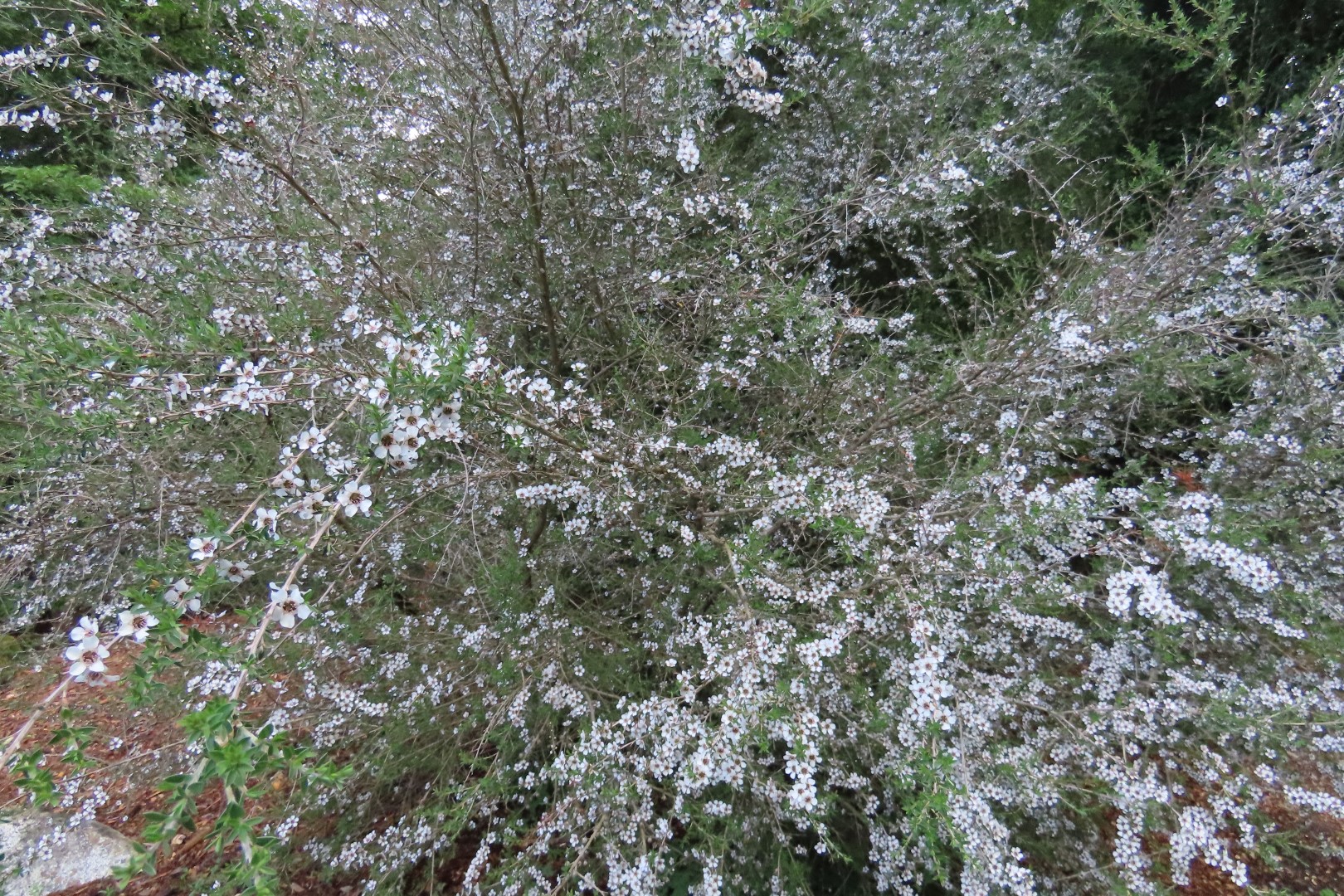 Japanese Garden in Seattle Washington  8 of 43 (#6149)