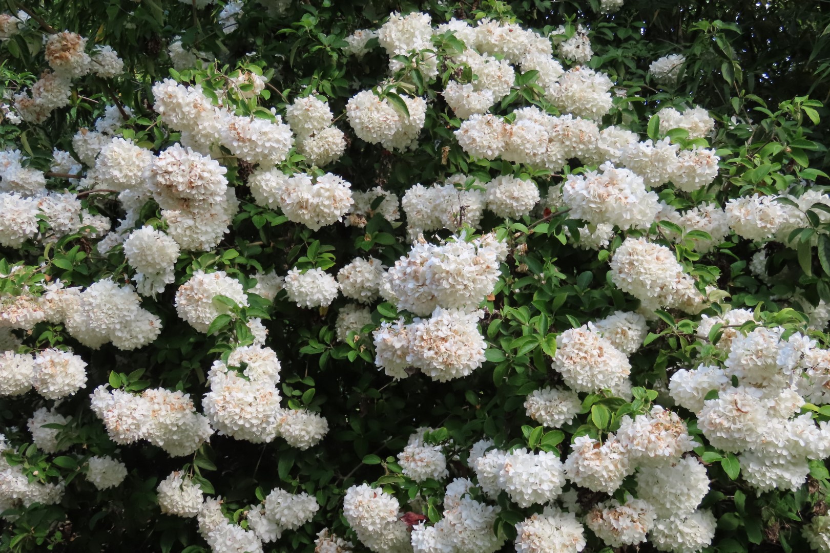 Japanese Garden in Seattle Washington  9 of 43 (#6150)