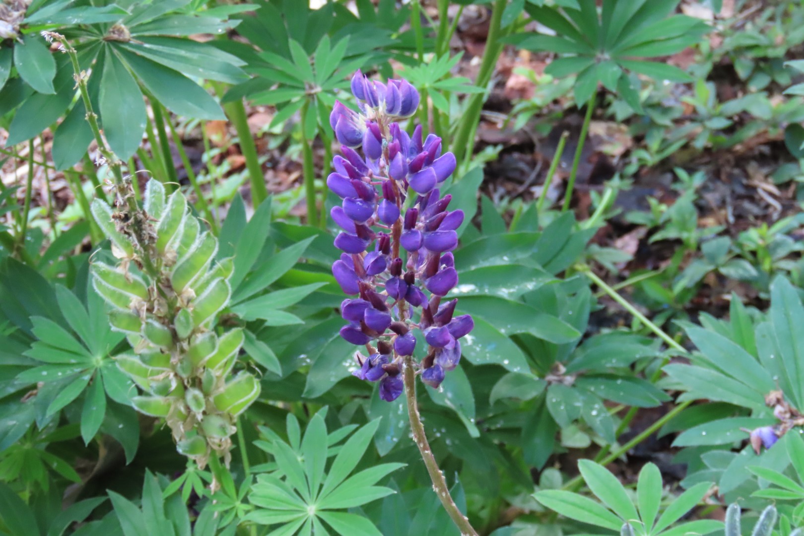 Japanese Garden in Seattle Washington 10 of 43 (#6151)