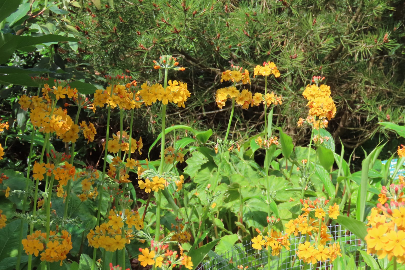 Japanese Garden in Seattle Washington 11 of 43 (#6152)