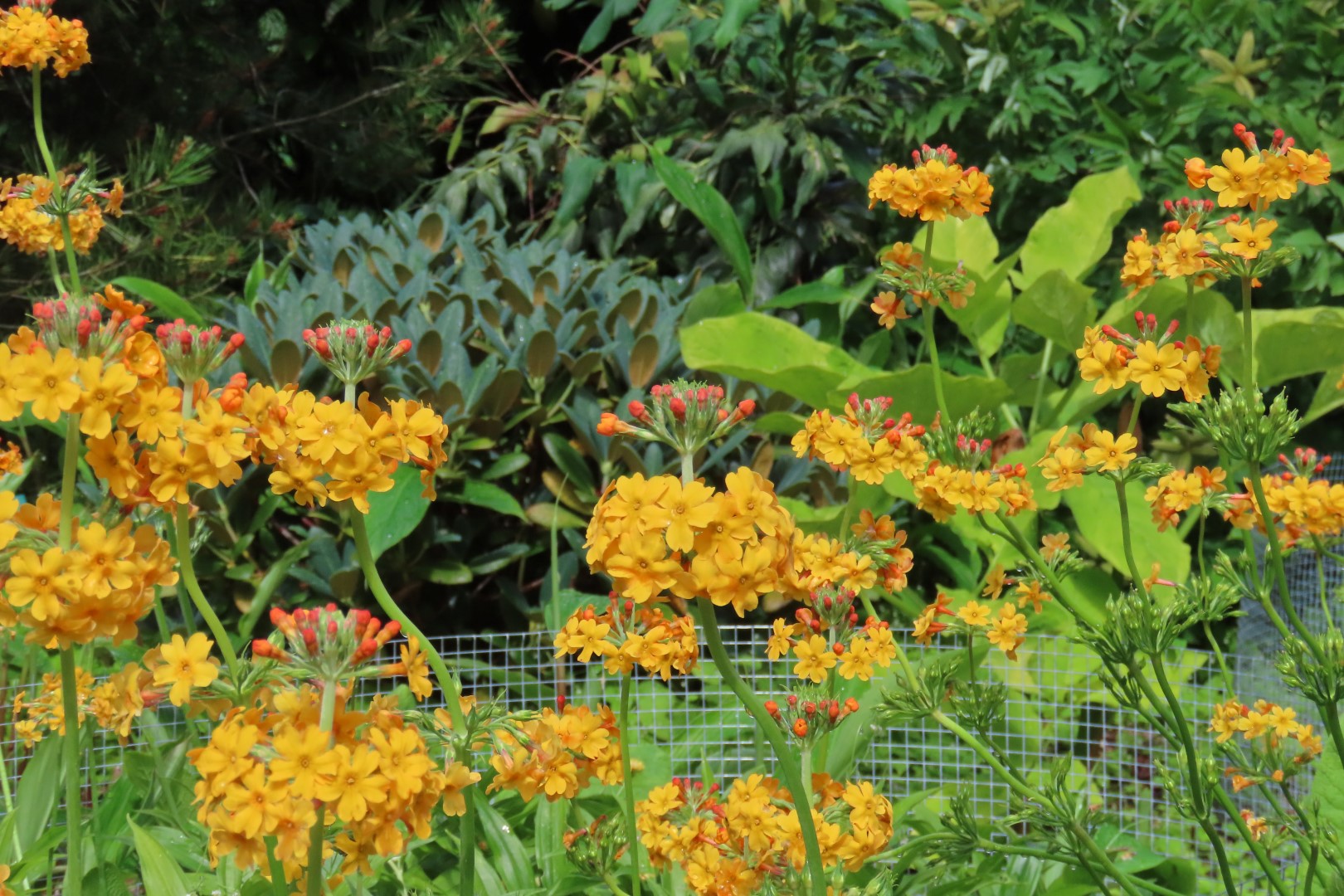 Japanese Garden in Seattle Washington 12 of 43 (#6153)