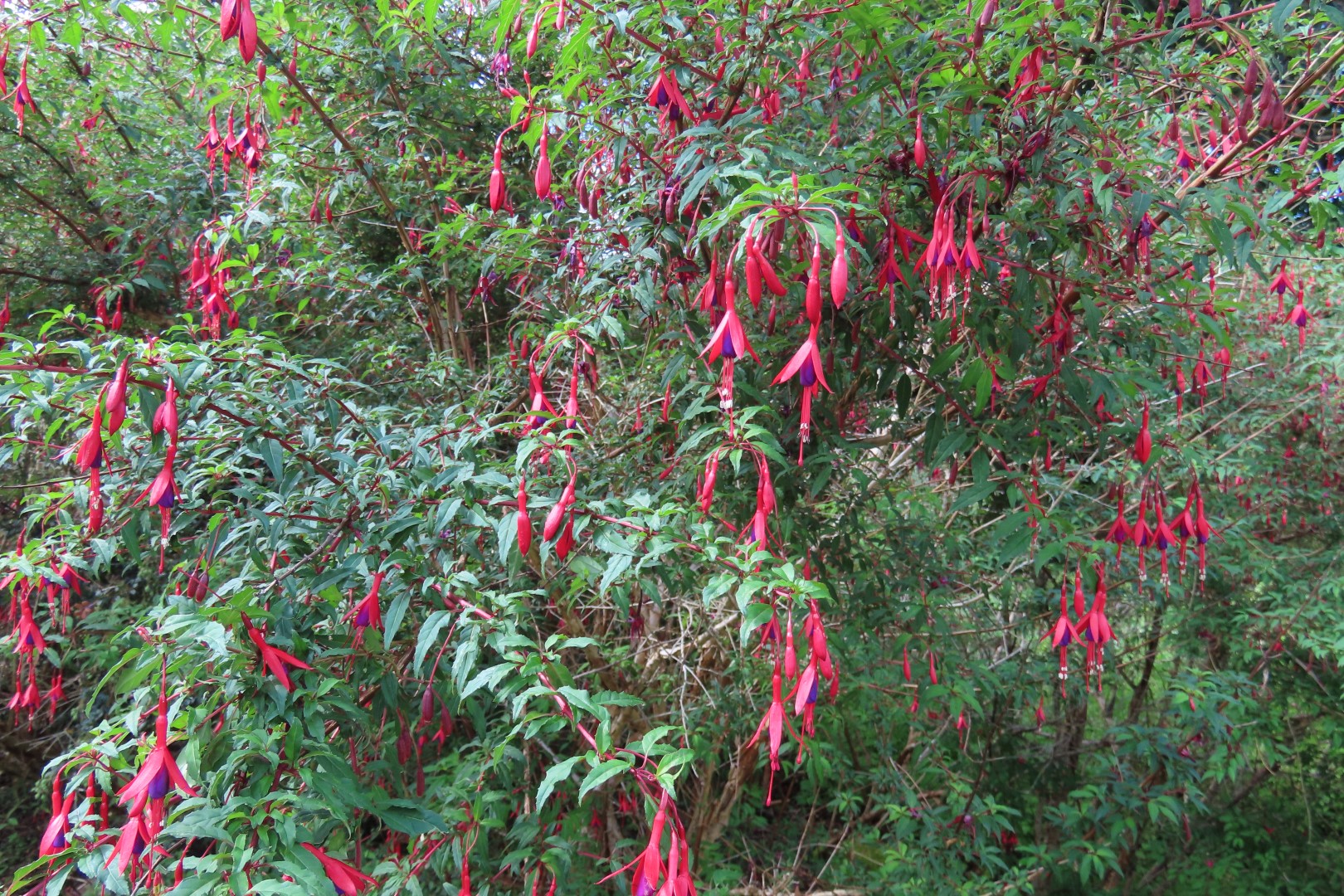 Japanese Garden in Seattle Washington 13 of 43 (#6154)