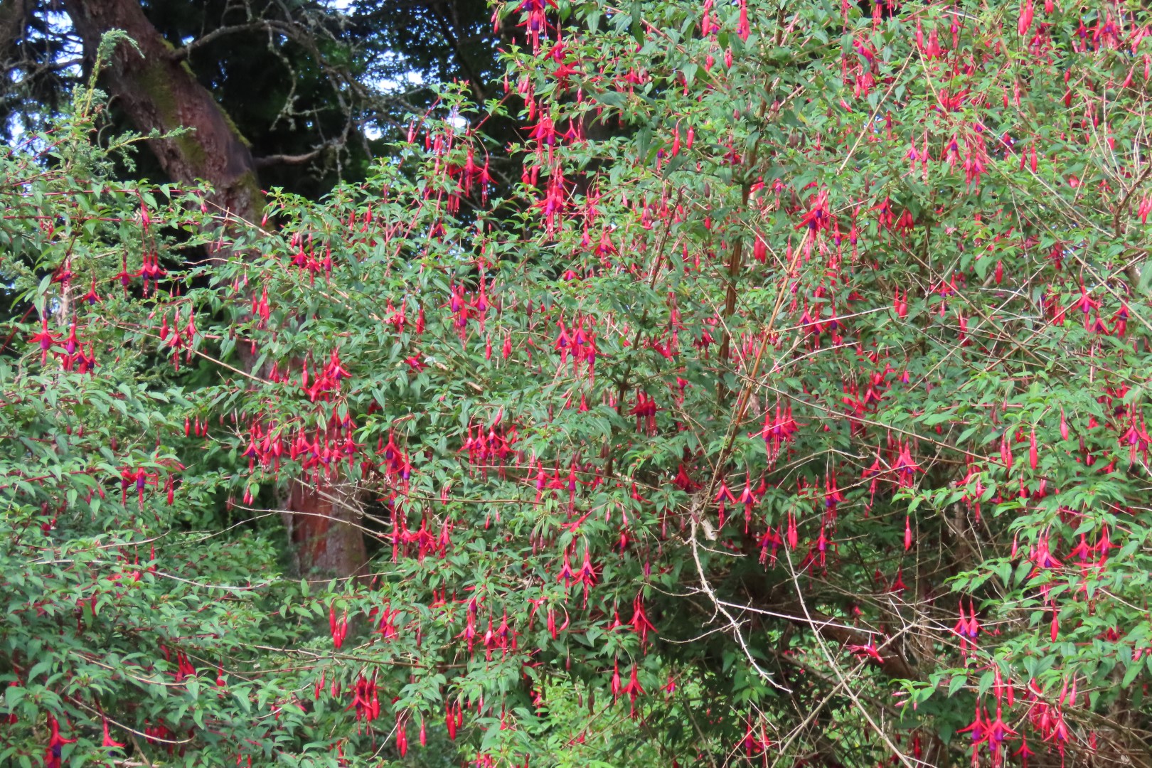 Japanese Garden in Seattle Washington 14 of 43 (#6155)