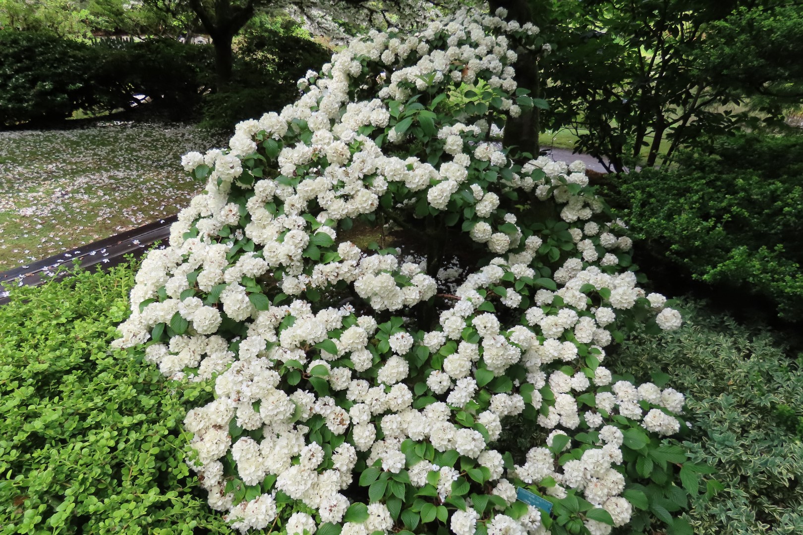 Japanese Garden in Seattle Washington 18 of 43 (#6160)