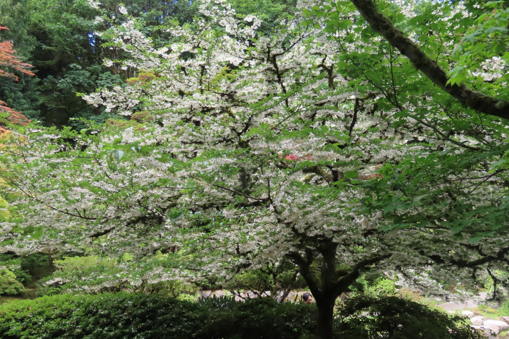 Japanese Garden in Seattle Washington 19 of 43 (#6161)