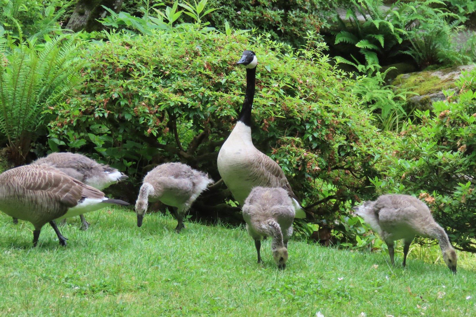 Japanese Garden in Seattle Washington 20 of 43 (#6162)