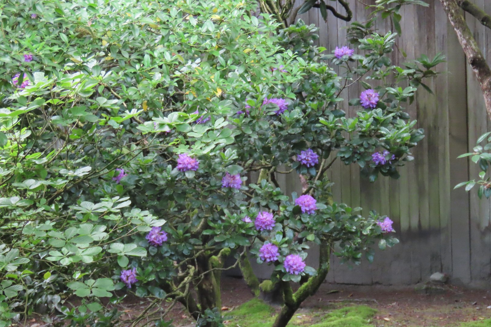Japanese Garden in Seattle Washington 21 of 43 (#6163)