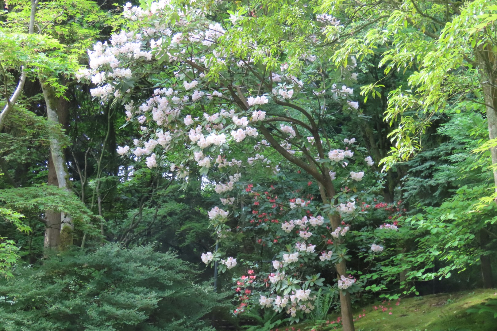 Japanese Garden in Seattle Washington 34 of 43 (#6176)
