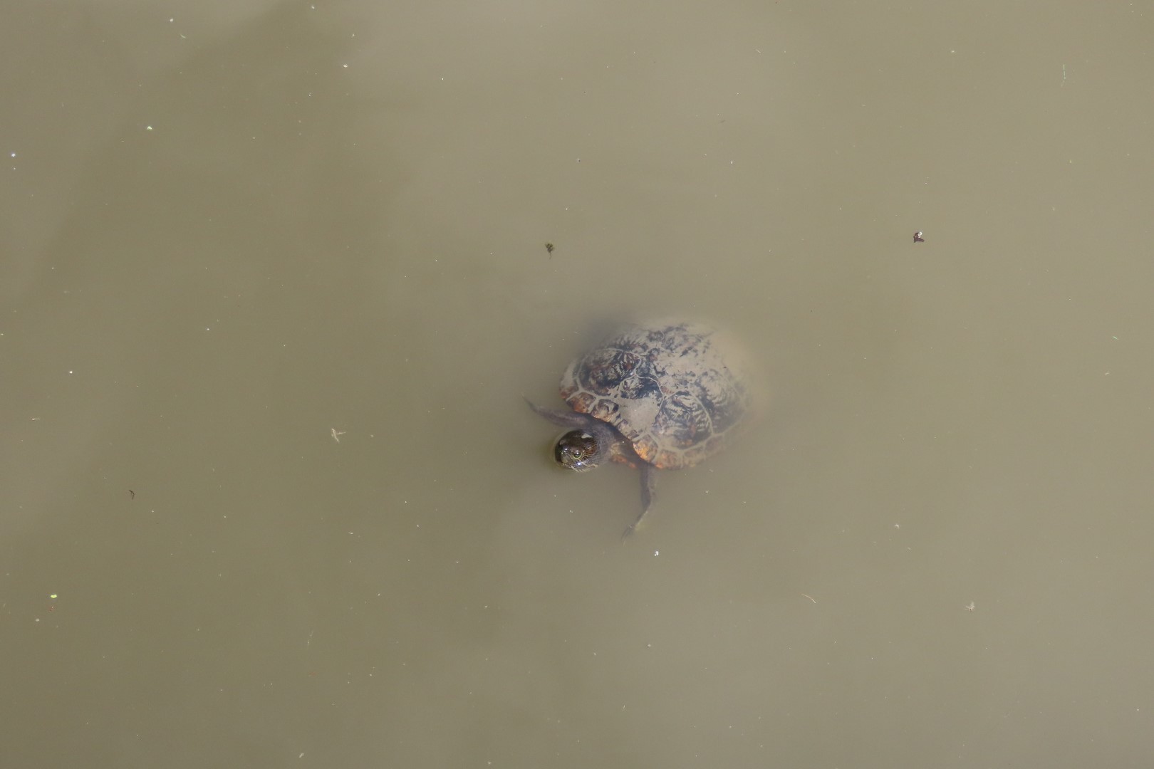 Japanese Garden in Seattle Washington 39 of 43 (#6181)