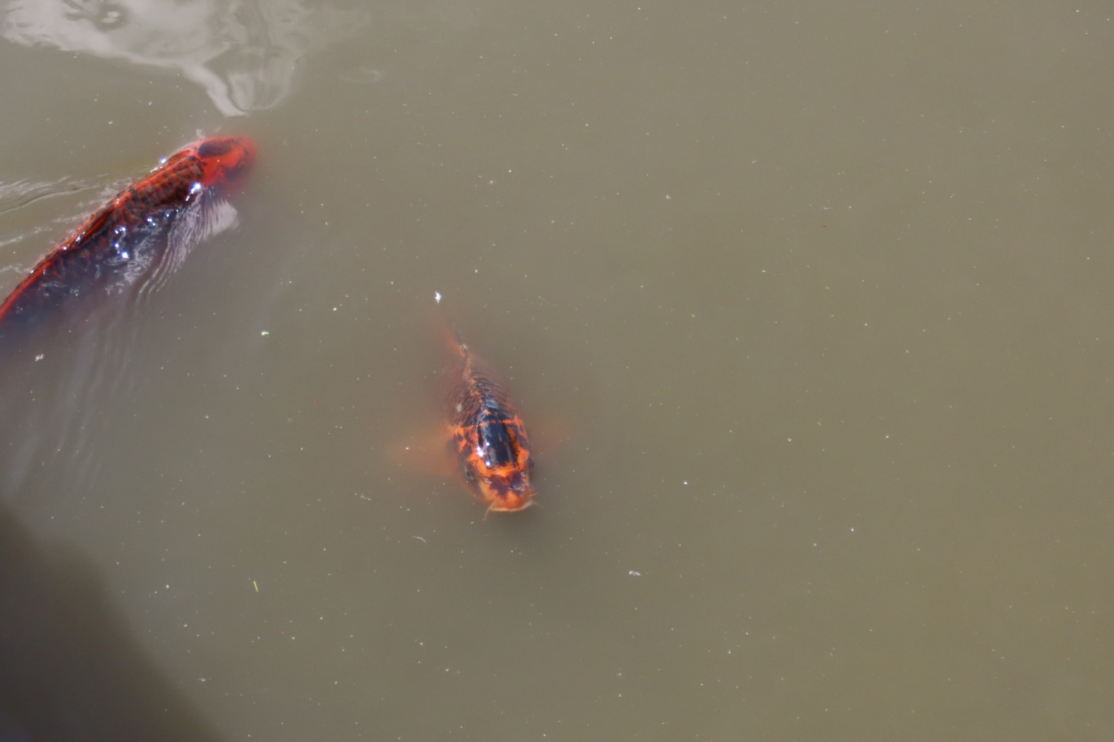Japanese Garden in Seattle Washington 40 of 43 (#6182)