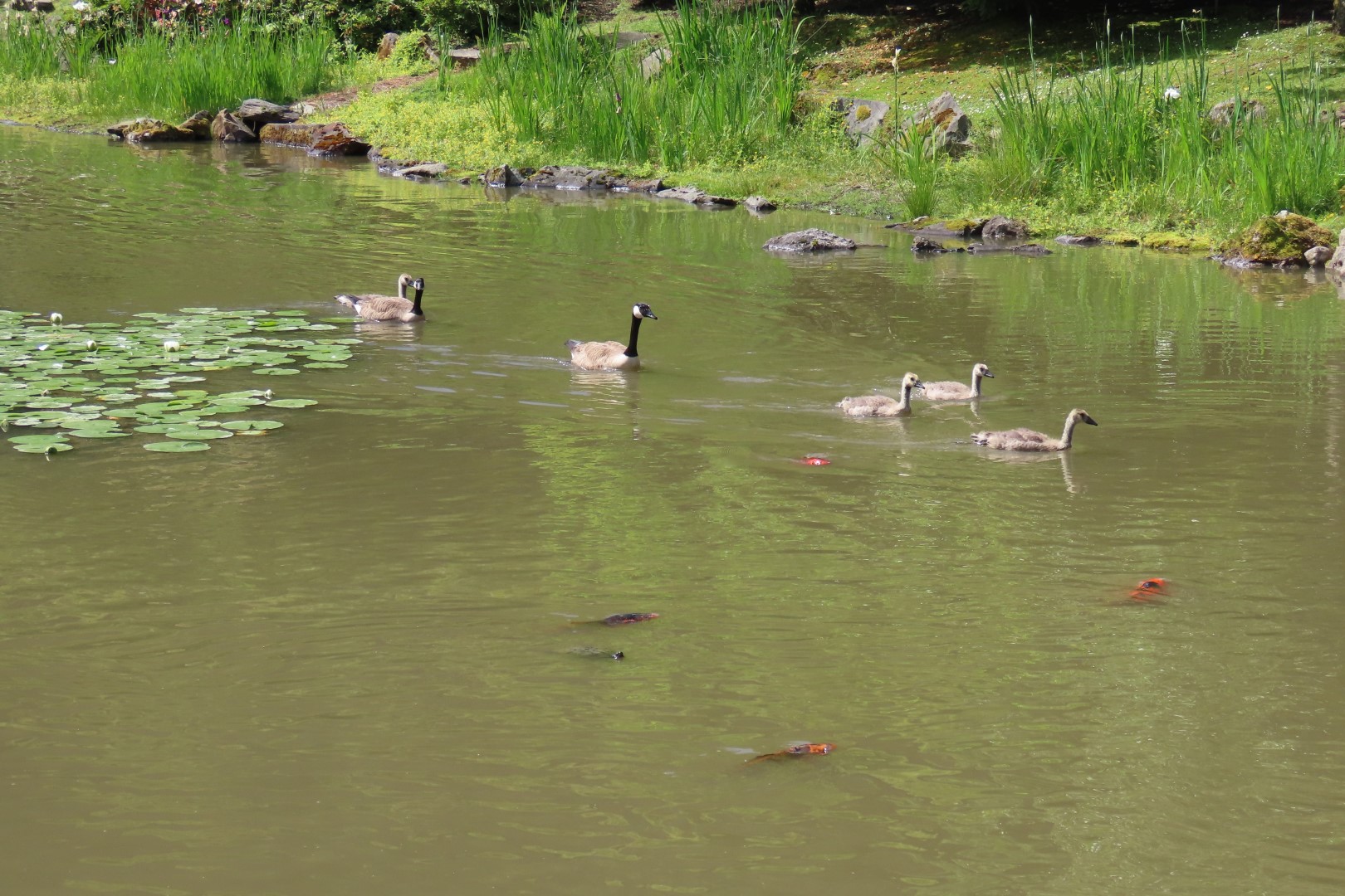 Japanese Garden in Seattle Washington 41 of 43 (#6183)