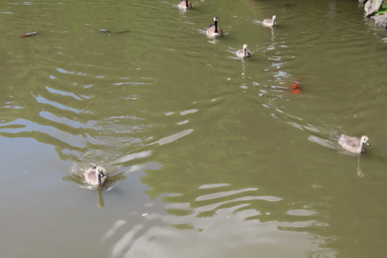 Japanese Garden in Seattle Washington 42 of 43 (#6184)