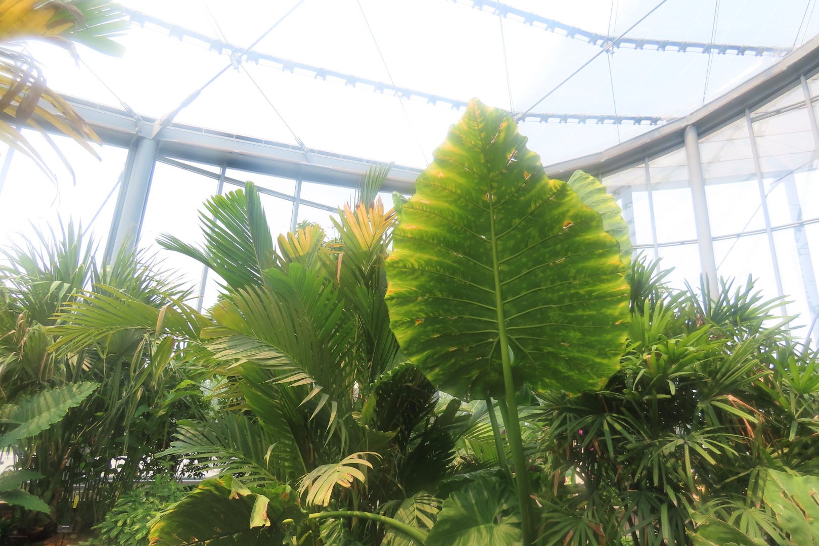 Assinibone Park The Leaf Biomes in Winnepeg Manitoba Canada  7 of 26 (#6298)