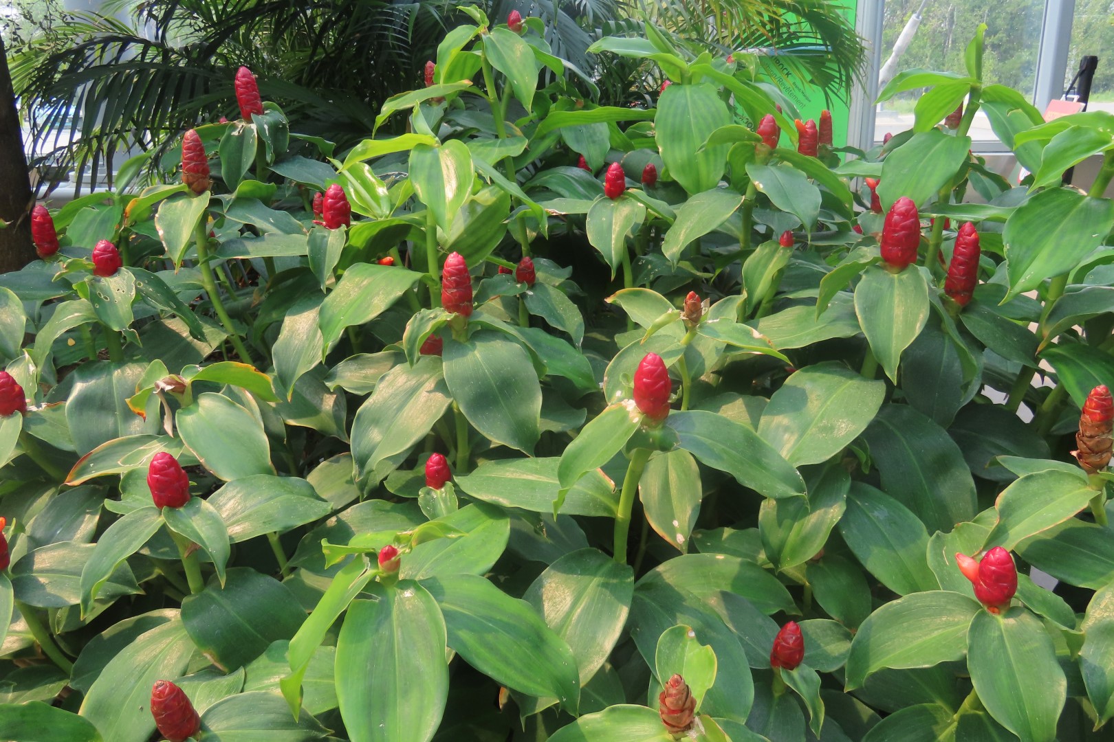 Assinibone Park The Leaf Biomes in Winnepeg Manitoba Canada  8 of 26 (#6299)